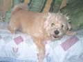 photo de Lucky  partir de laquelle le portrait a t dessin